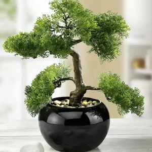 Zypressen-Bonsai im Topf Expressversand