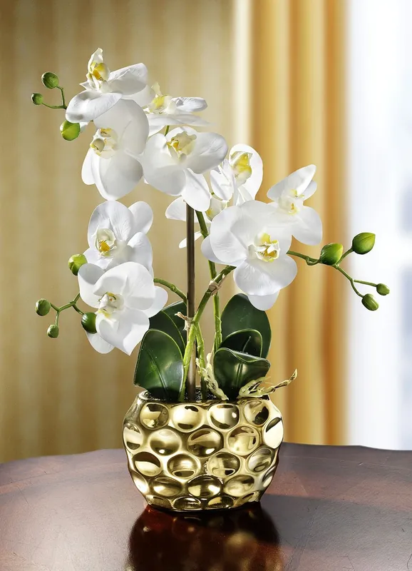 Orchidee im Topf Top-Seller