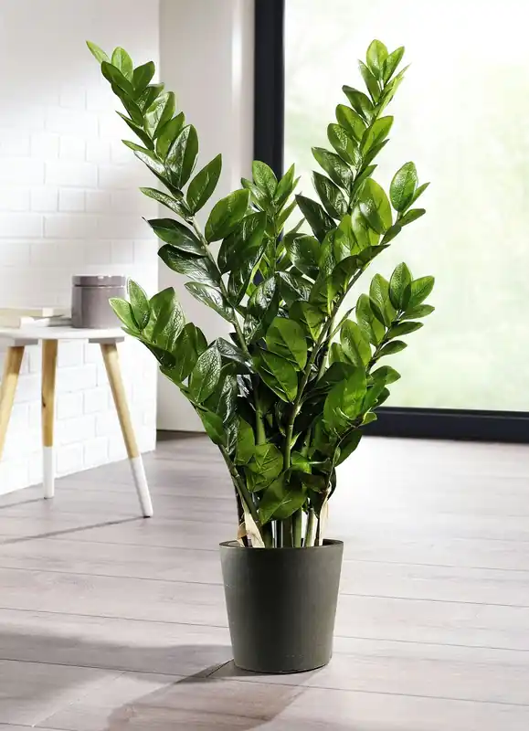 Zamifolia im Topf Neue Ware