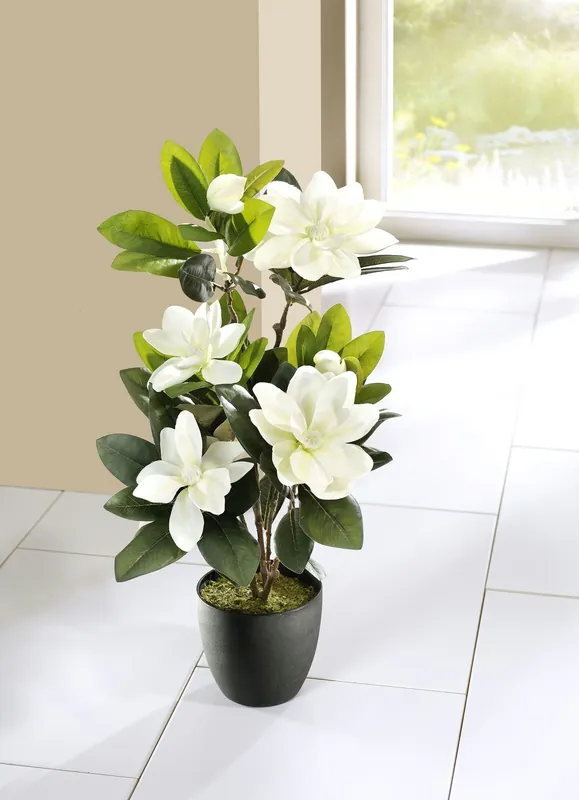 Billig Magnolien im Topf